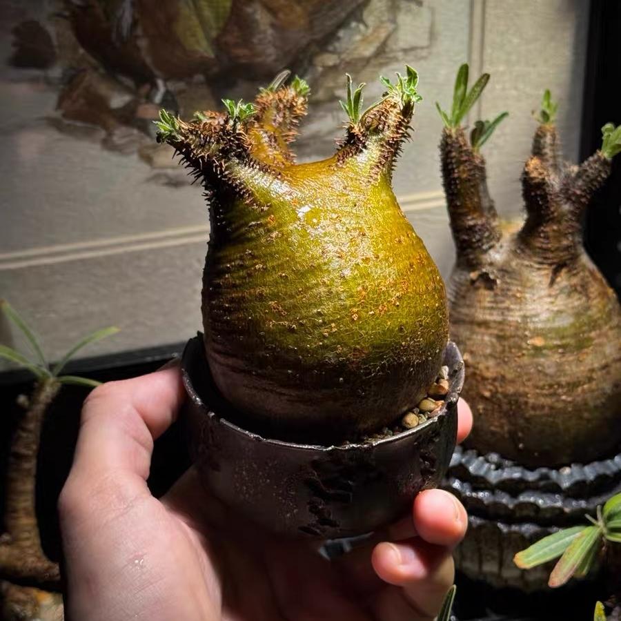 2-7cm Pachypodium rosulatum var gracilius