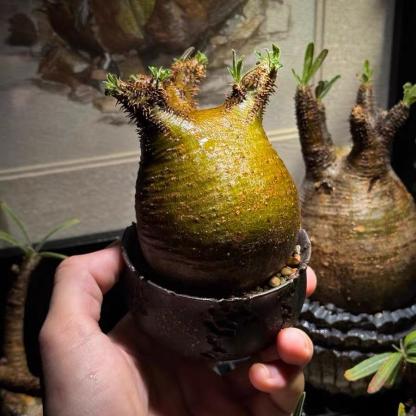 2-7cm Pachypodium rosulatum var gracilius