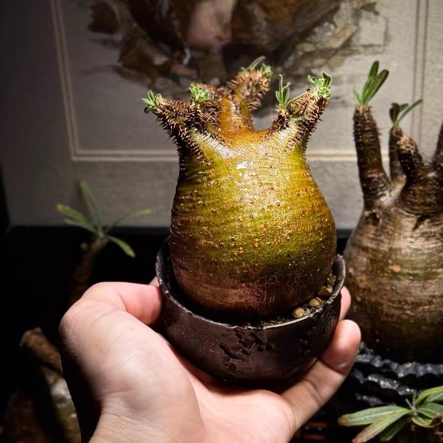 2-7cm Pachypodium rosulatum var gracilius