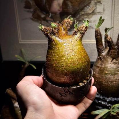 2-7cm Pachypodium rosulatum var gracilius