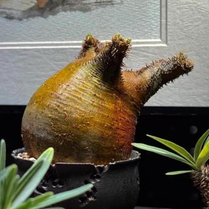 2-7cm Pachypodium rosulatum var gracilius