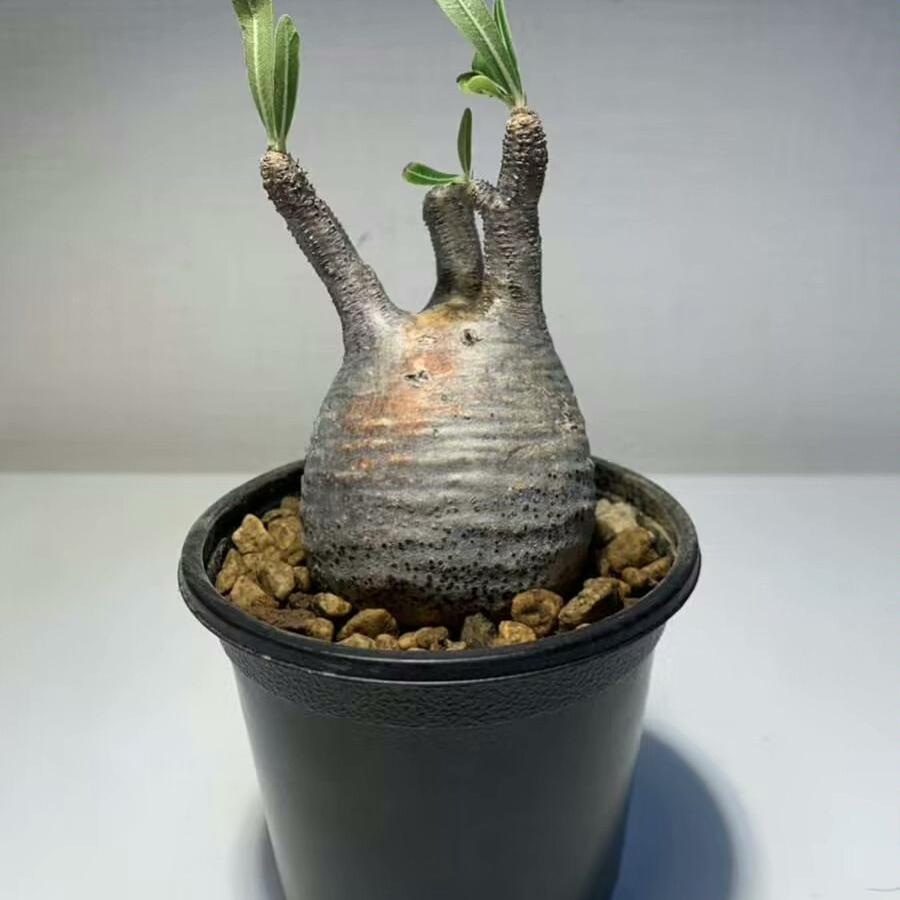 2-7cm Pachypodium rosulatum var gracilius