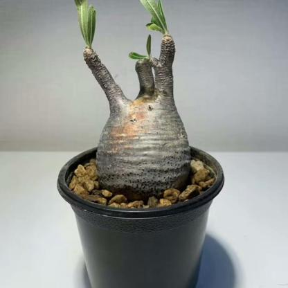 2-7cm Pachypodium rosulatum var gracilius