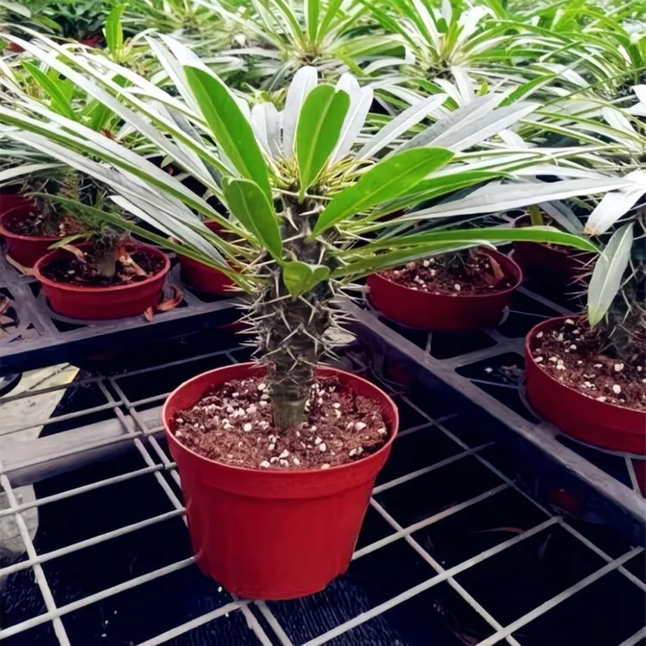 10-17cm pachypodium lamerei