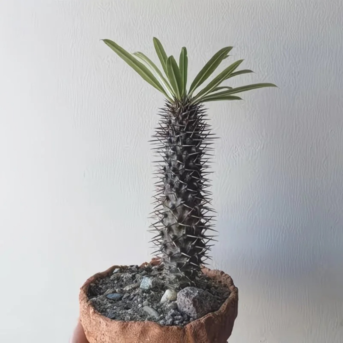 10-17cm pachypodium lamerei