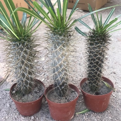 10-17cm pachypodium lamerei