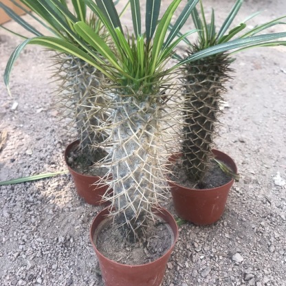 10-17cm pachypodium lamerei