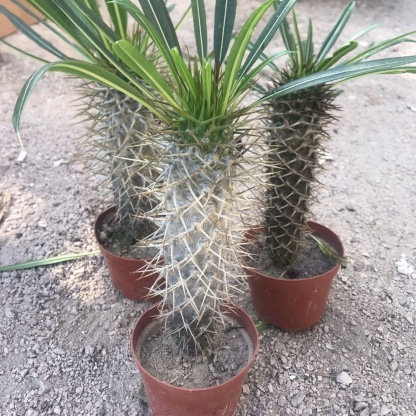 10-17cm pachypodium lamerei