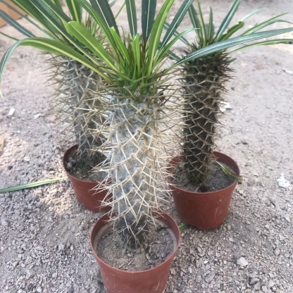 10-17cm pachypodium lamerei