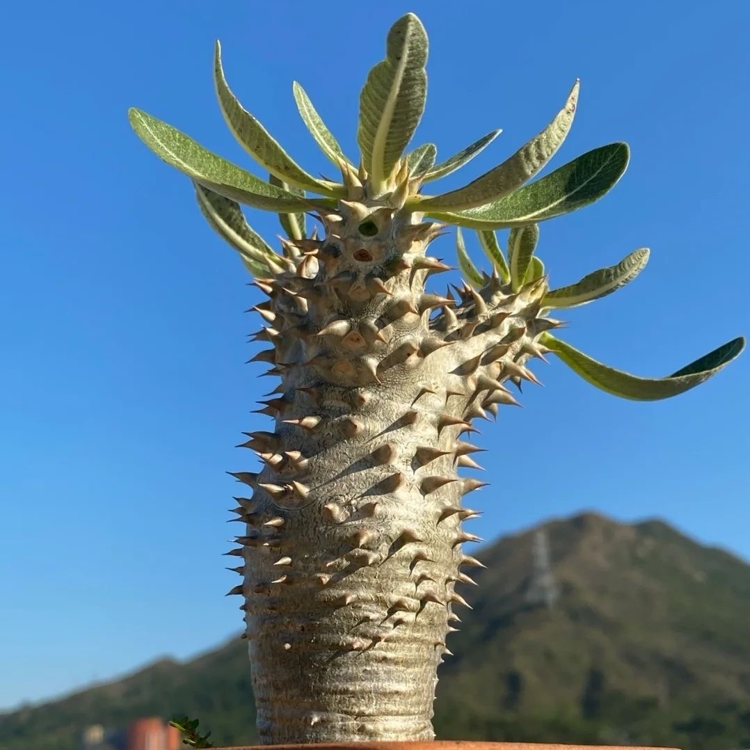 2-5cm Pachypodium densiflorum