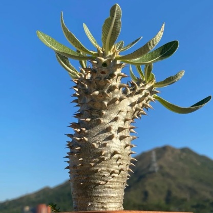 2-5cm Pachypodium densiflorum