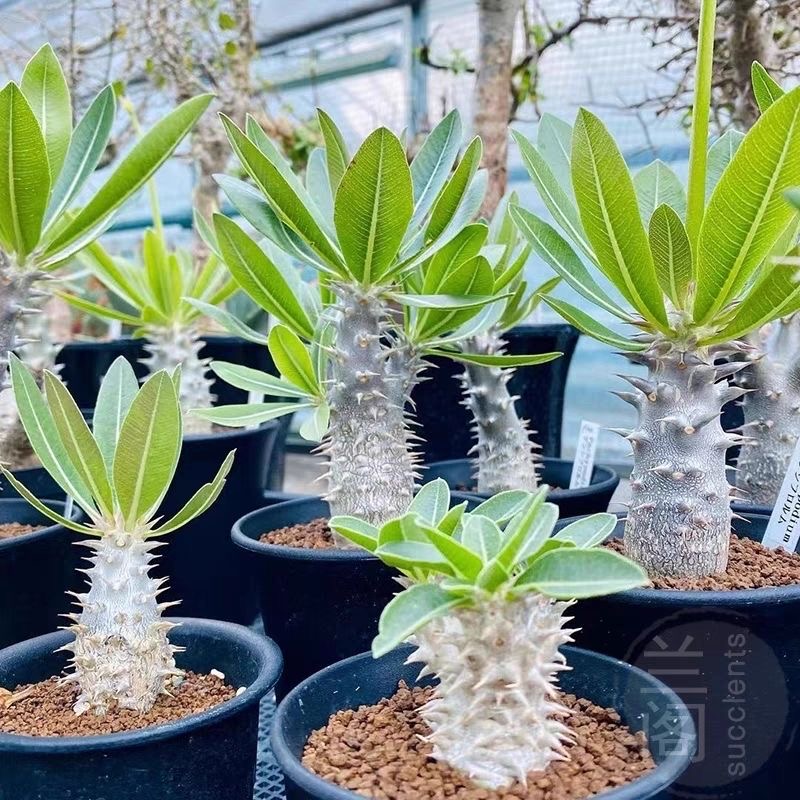 2-5cm Pachypodium densiflorum