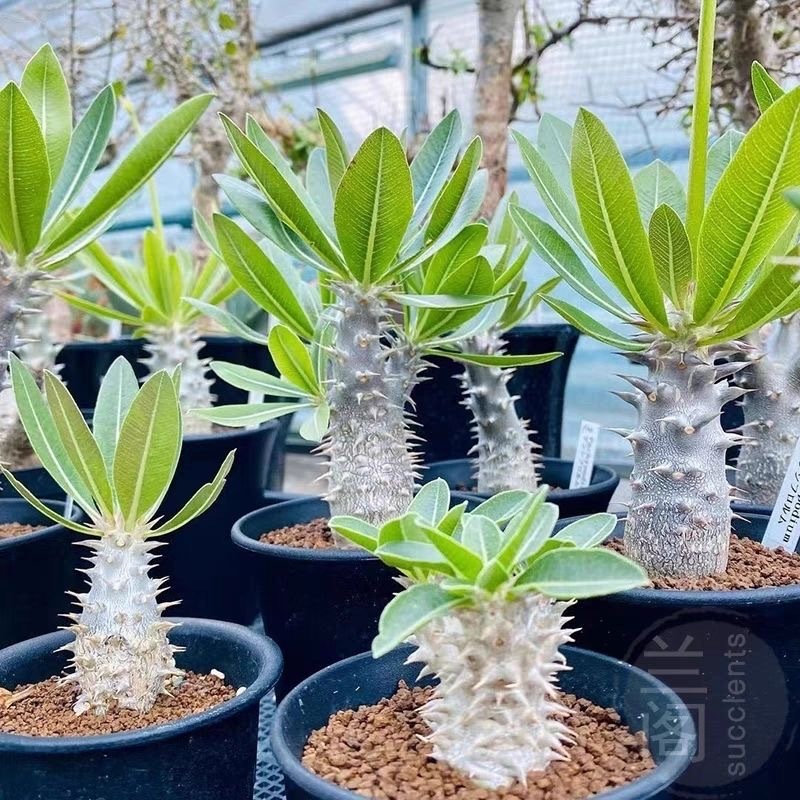 2-5cm Pachypodium densiflorum