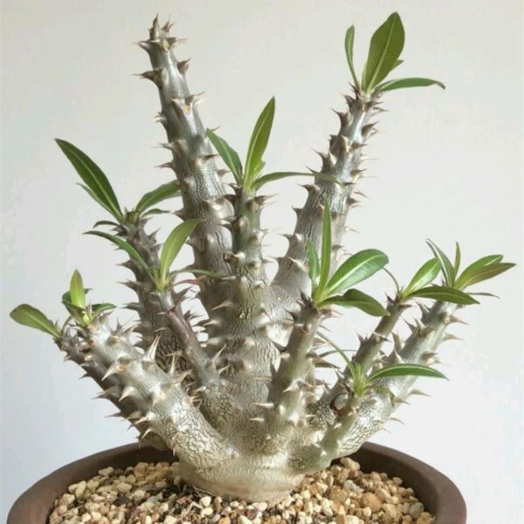 2-5cm Pachypodium densiflorum