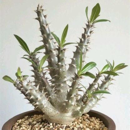 2-5cm Pachypodium densiflorum