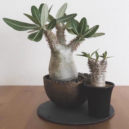 2-5cm Pachypodium densiflorum