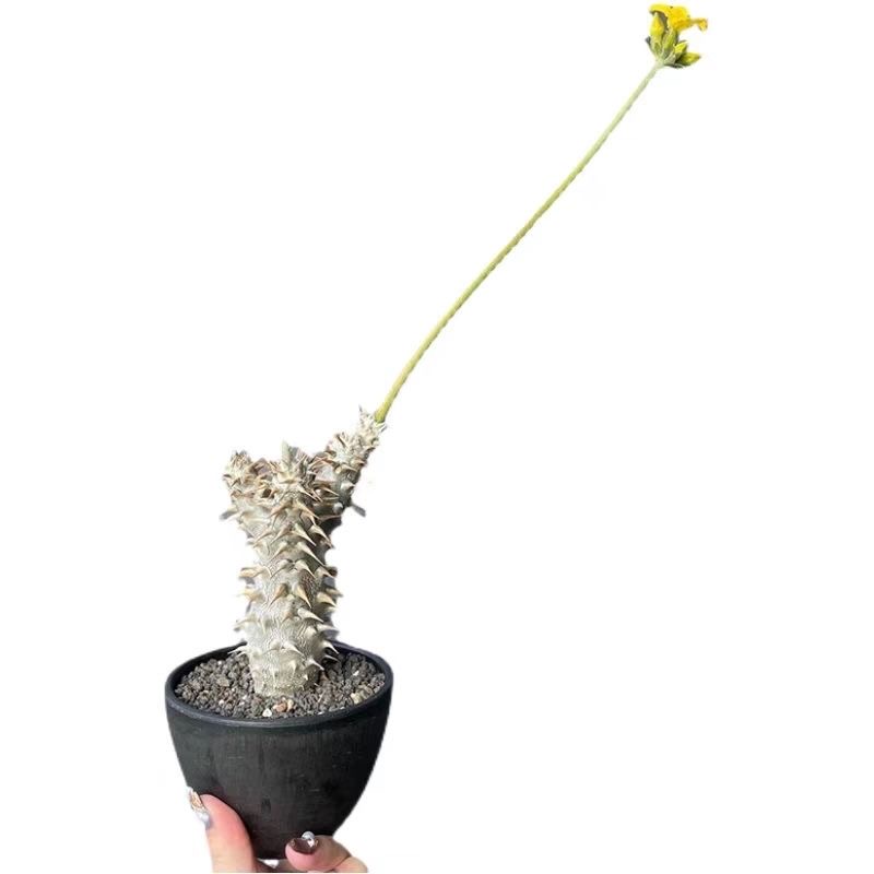 2-5cm Pachypodium densiflorum