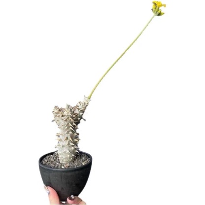 2-5cm Pachypodium densiflorum