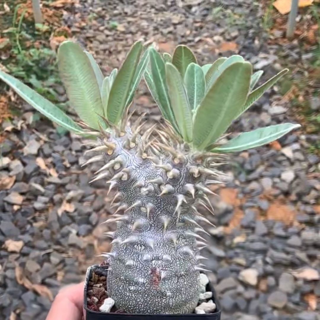 2-5cm Pachypodium densiflorum