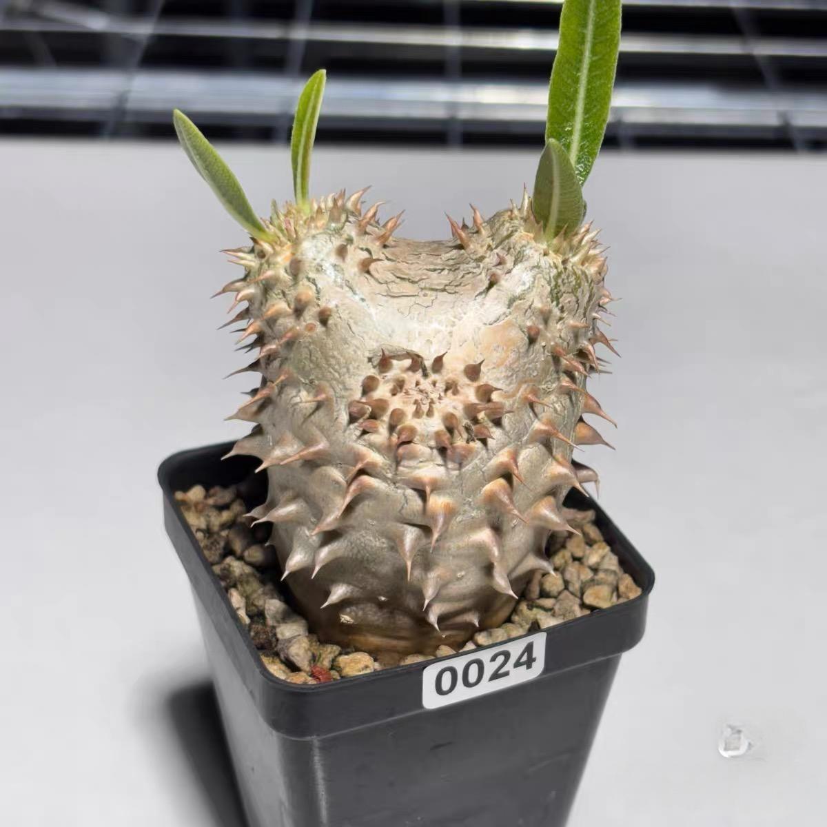 2-5cm Pachypodium densiflorum