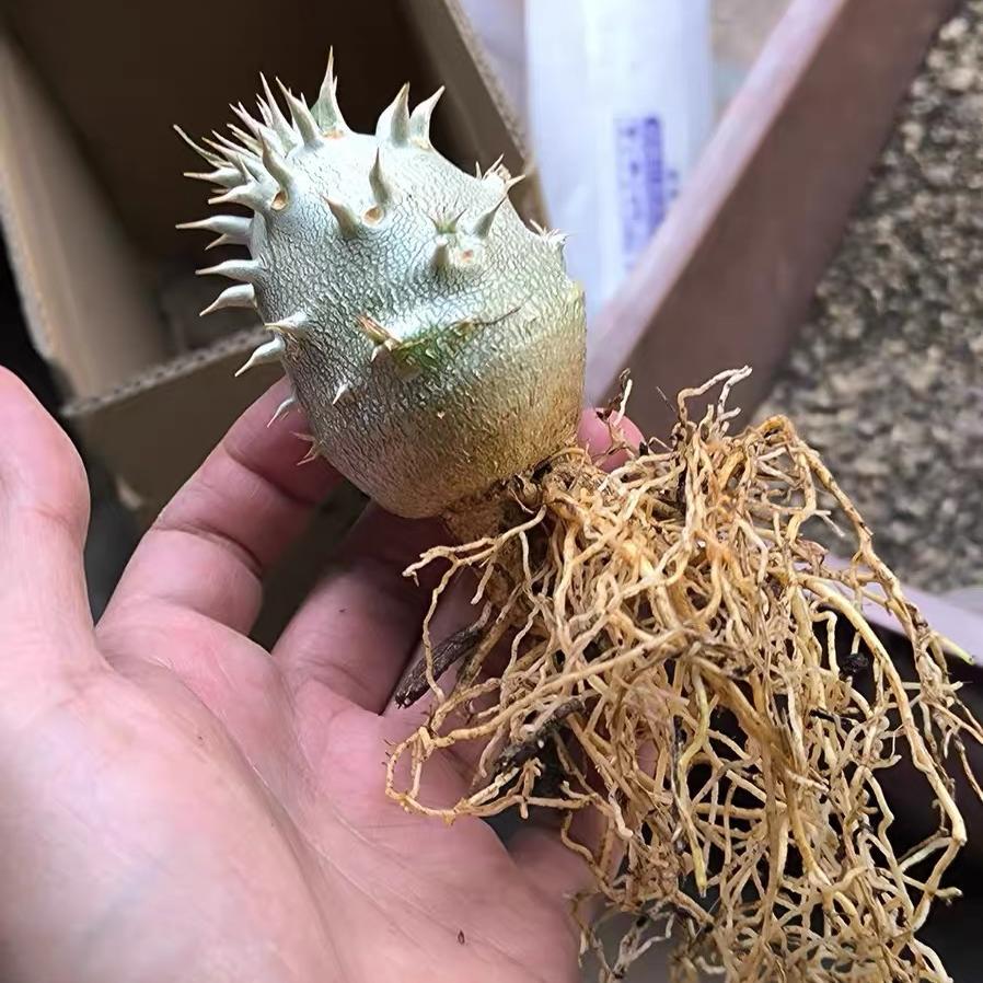 2-5cm Pachypodium densiflorum