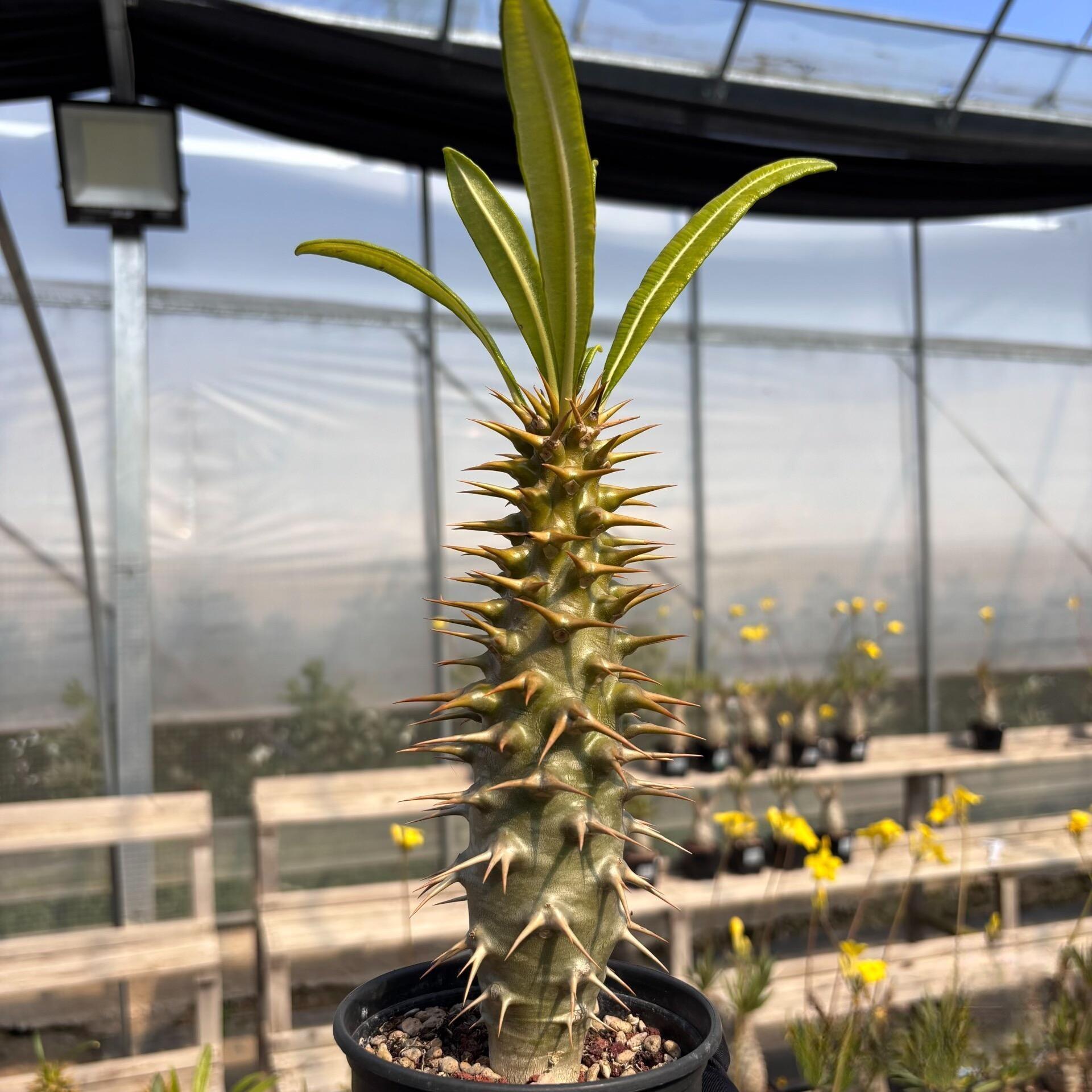 2-6cm pachypodium ambongense