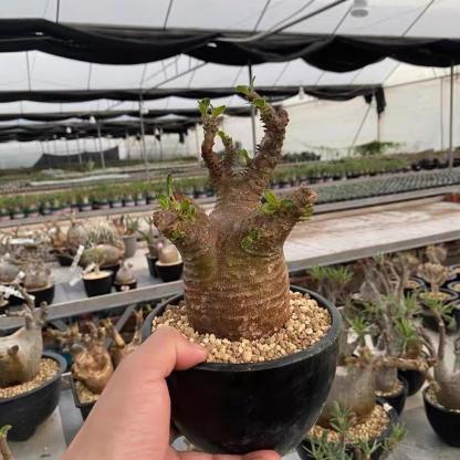 2-6cm Pachypodium rosulatum subsp. makayense