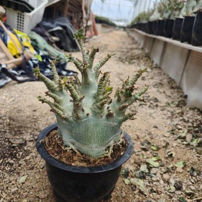 4-12cm Adenium arabicum 'Godji'
