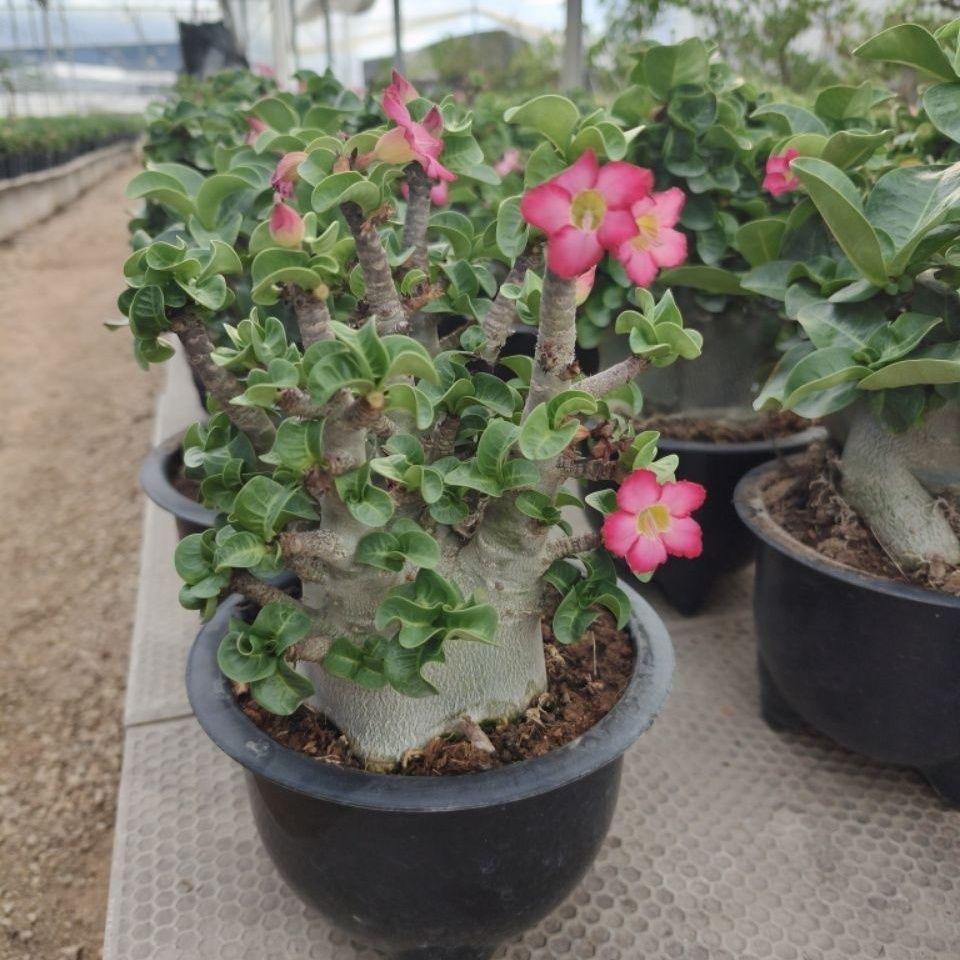 4-12cm Adenium arabicum 'Godji'