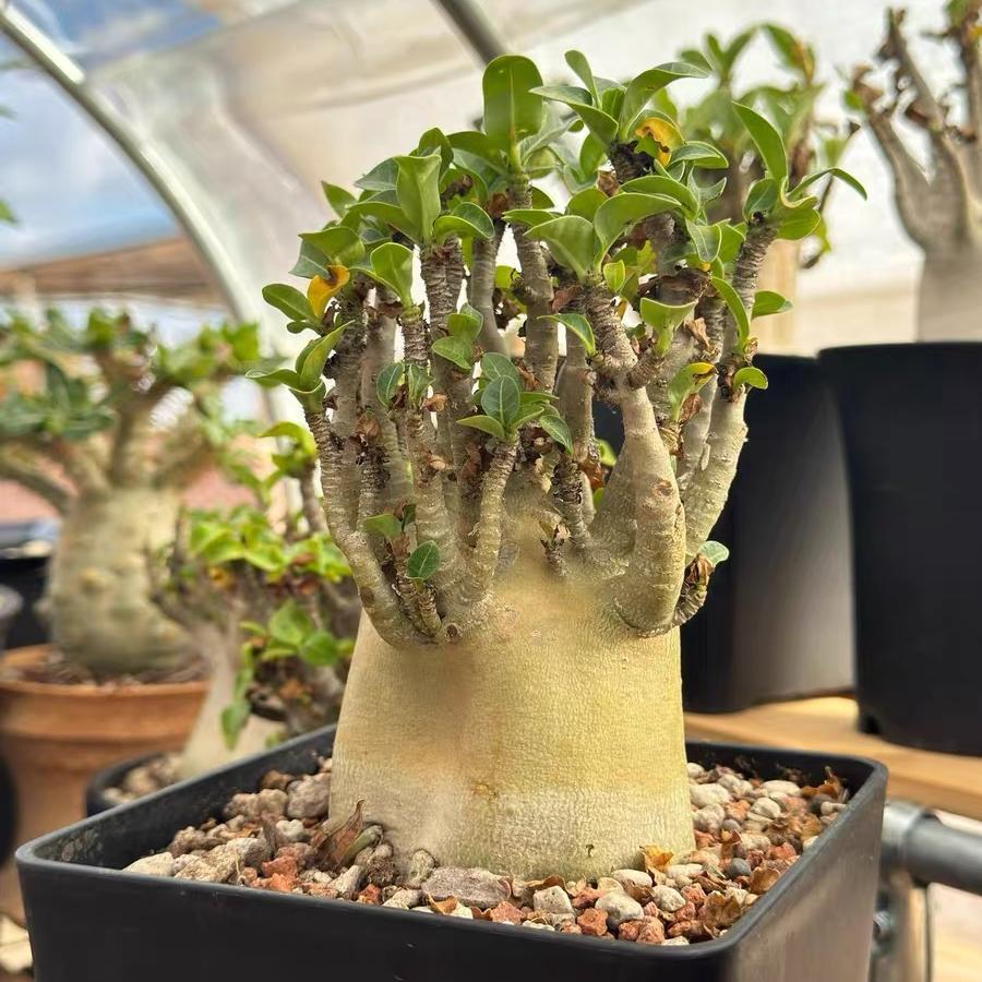 4-12cm Adenium arabicum 'Godji'