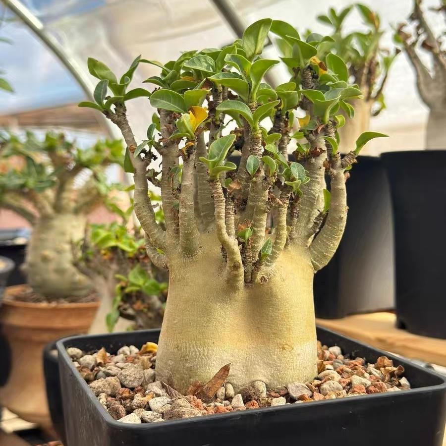 4-12cm Adenium arabicum 'Godji'