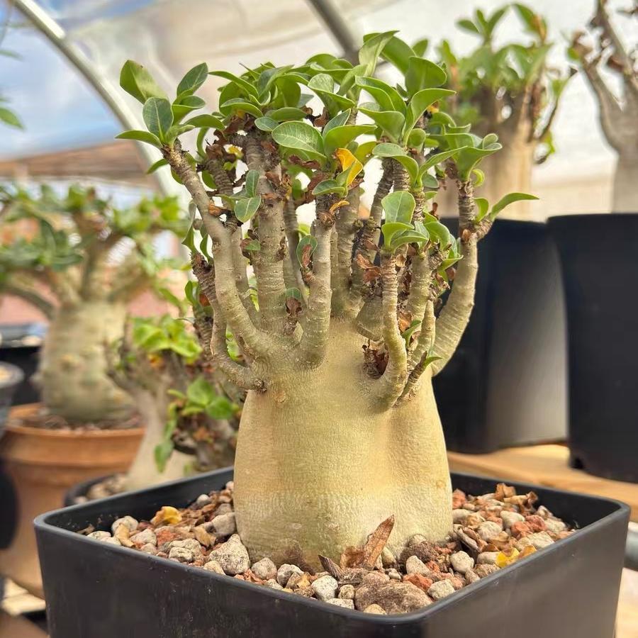 4-12cm Adenium arabicum 'Godji'