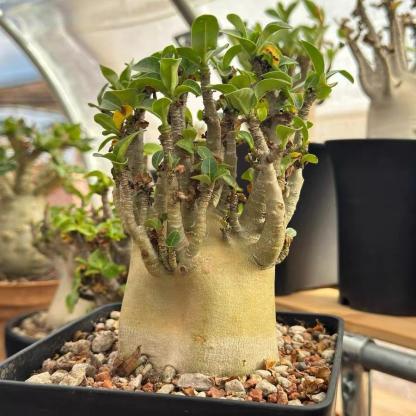 4-12cm Adenium arabicum 'Godji'