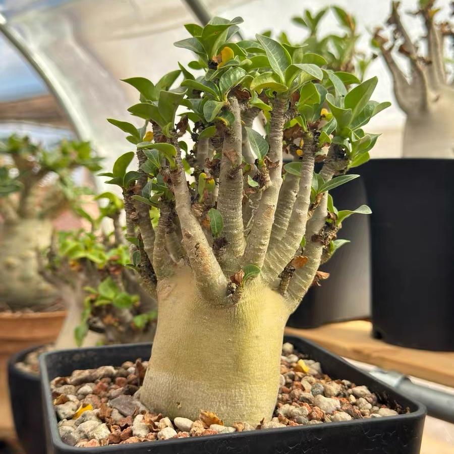 4-12cm Adenium arabicum 'Godji'