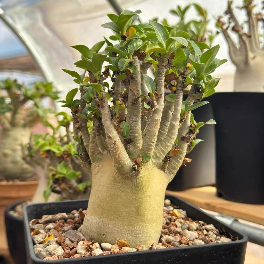 4-12cm Adenium arabicum 'Godji'