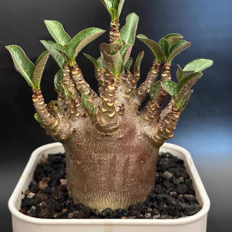 4-12cm Adenium arabicum 'Godji'