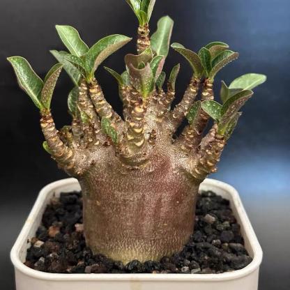 4-12cm Adenium arabicum 'Godji'