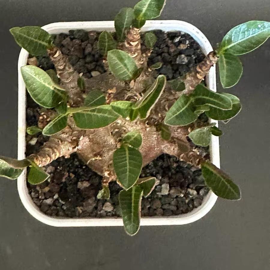 4-12cm Adenium arabicum 'Godji'