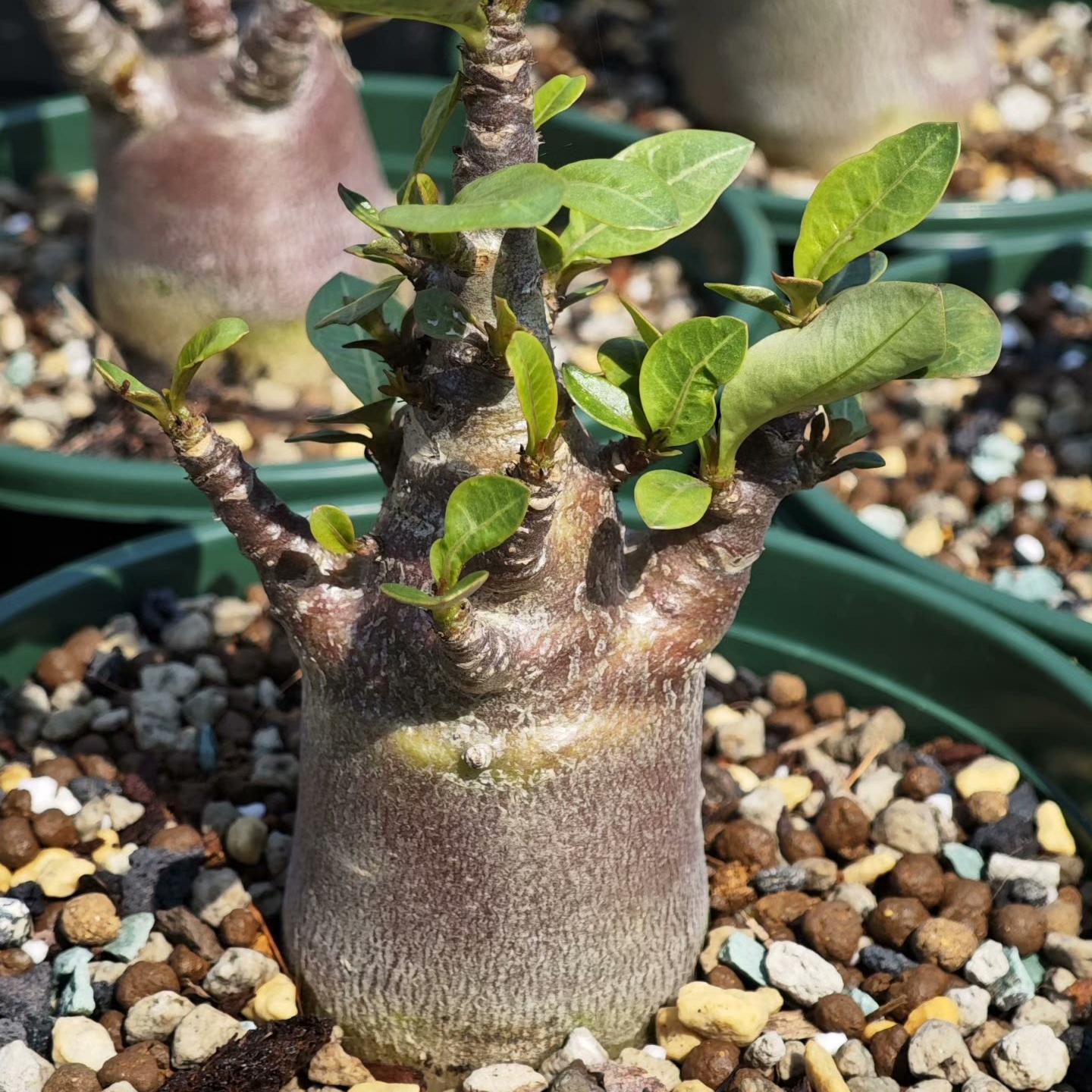 4-12cm Adenium arabicum 'Godji'