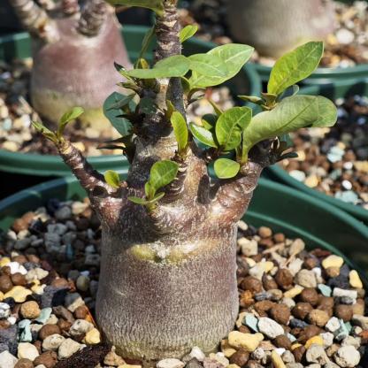 4-12cm Adenium arabicum 'Godji'