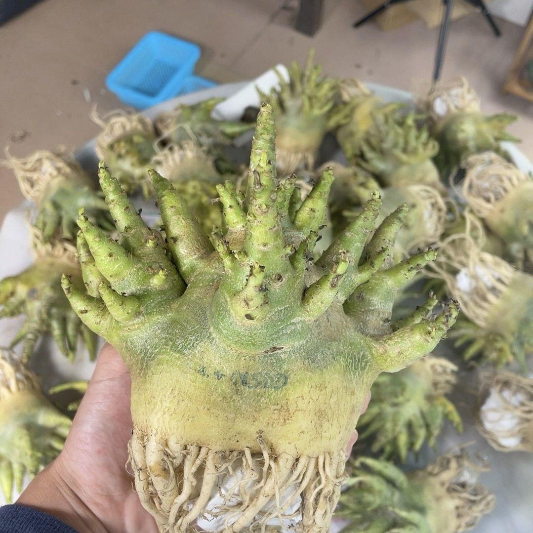 4-12cm Adenium arabicum 'Godji'