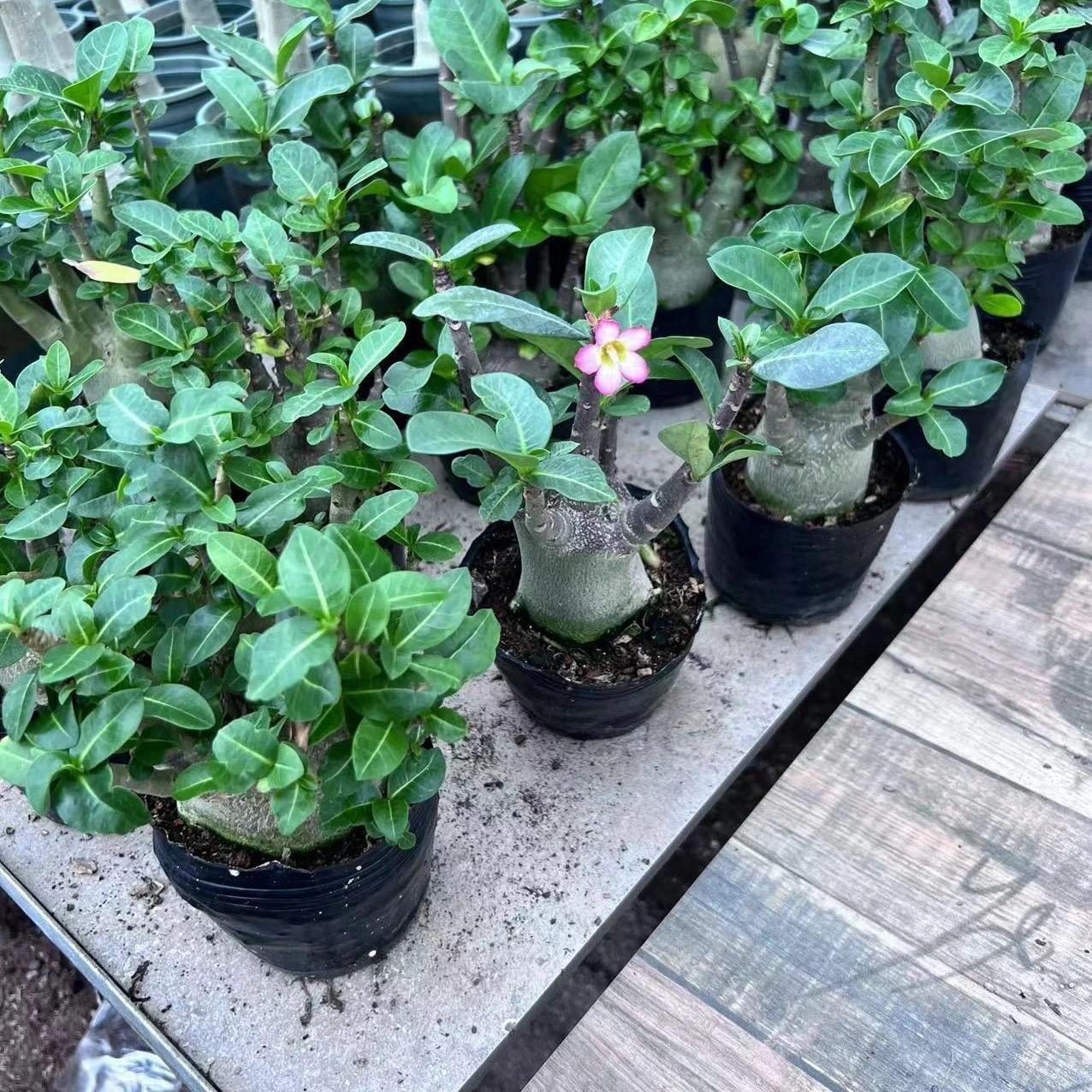 4-5cm Adenium arabicum