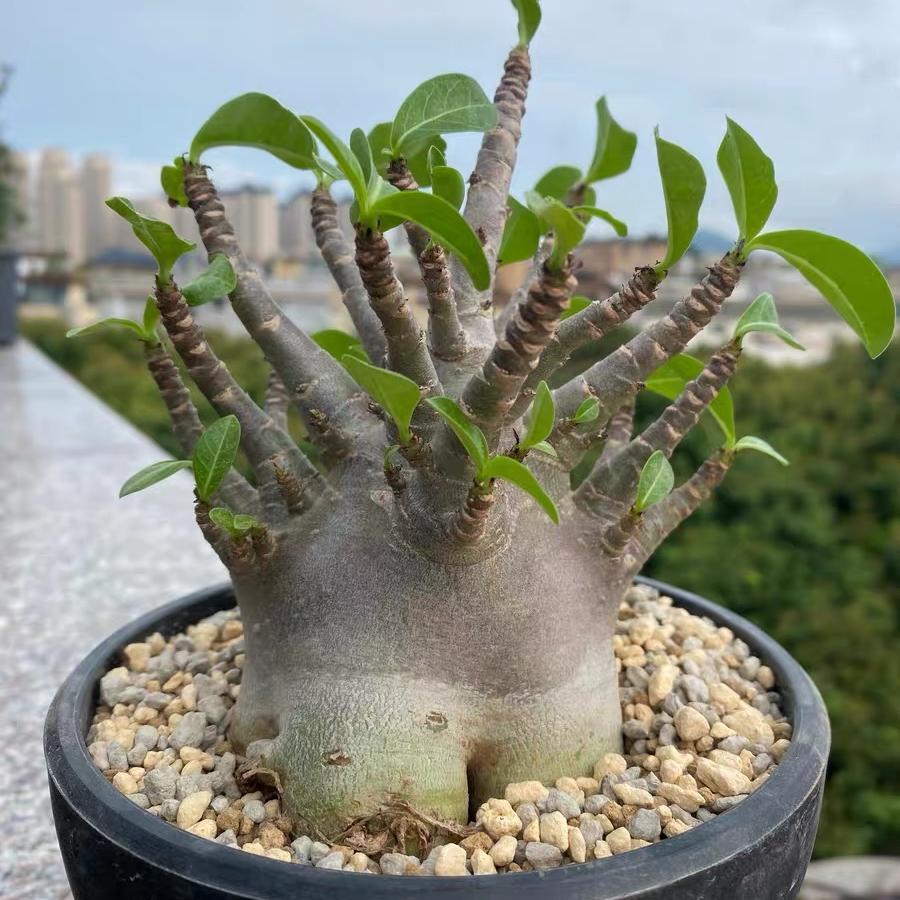 4-12cm Adenium arabicum 'Godji'