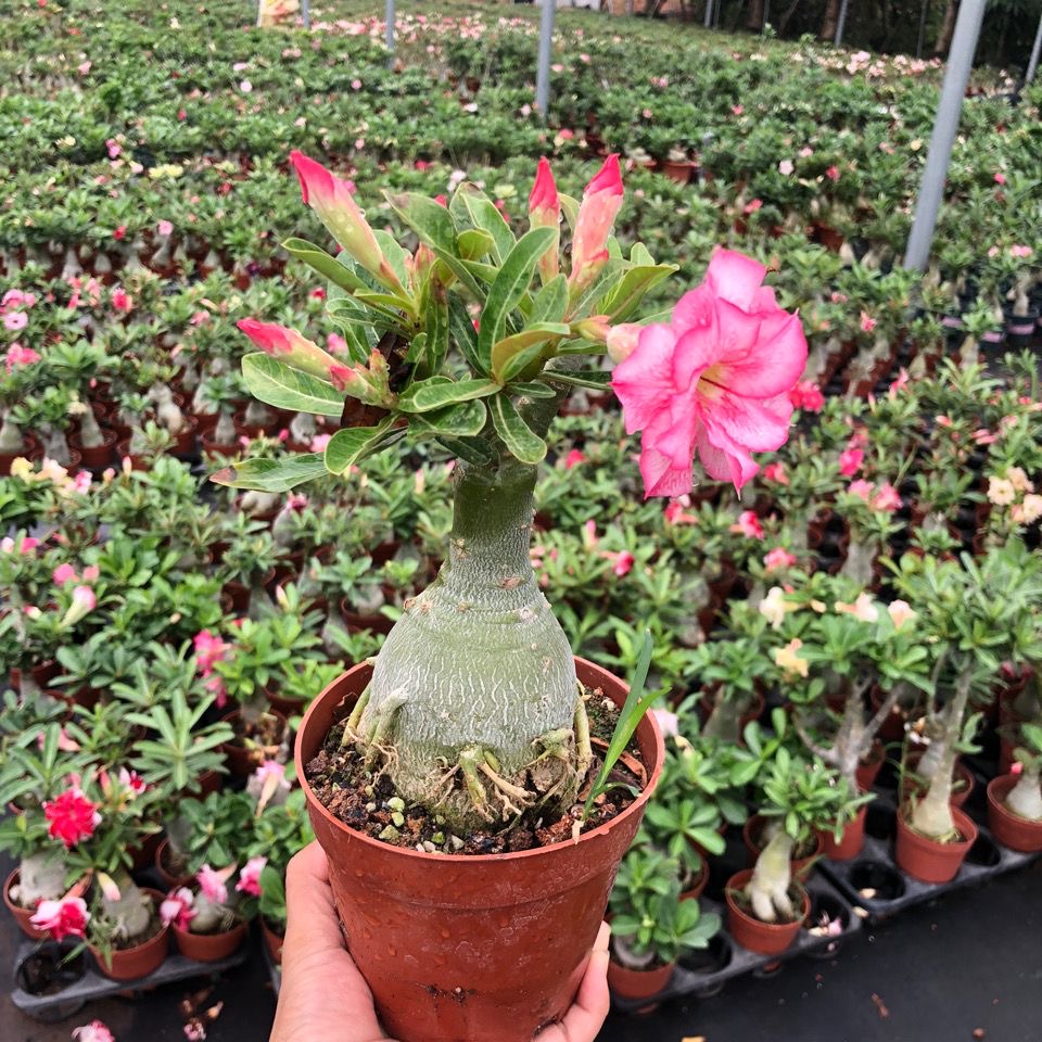 4-5cm Adenium arabicum