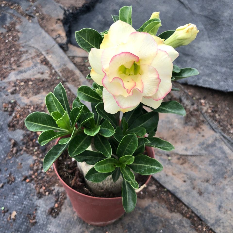 4-5cm Adenium arabicum