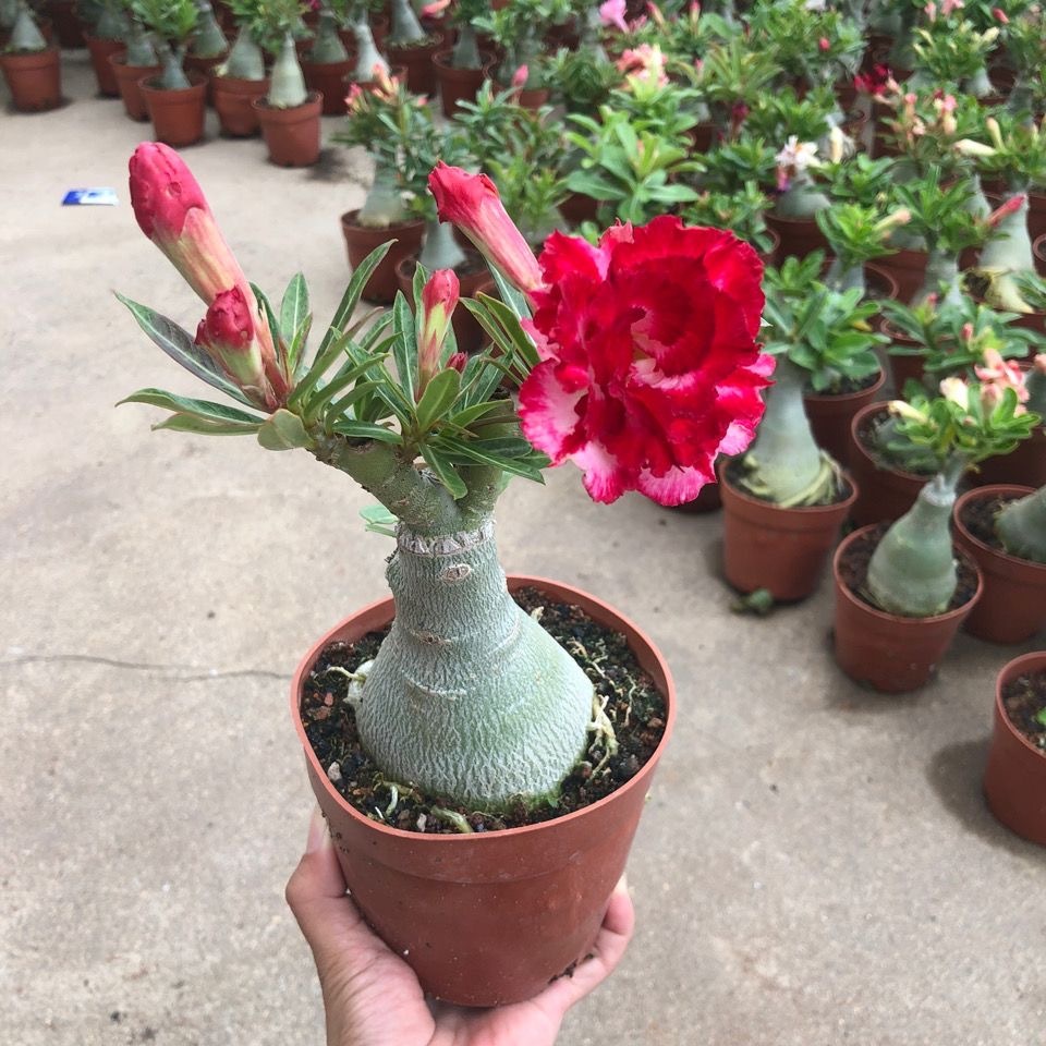4-5cm Adenium arabicum