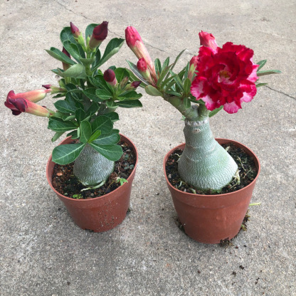4-5cm Adenium arabicum
