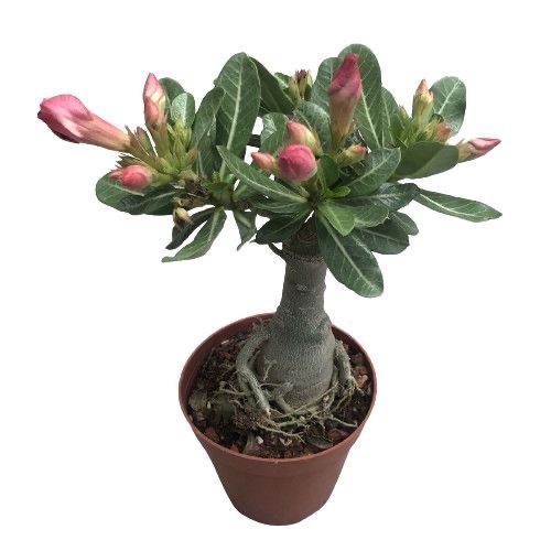 4-5cm Adenium arabicum