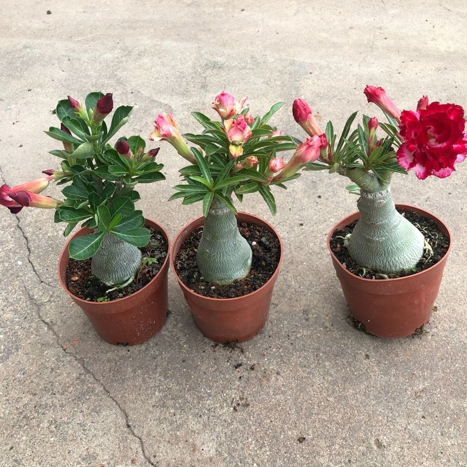 4-5cm Adenium arabicum