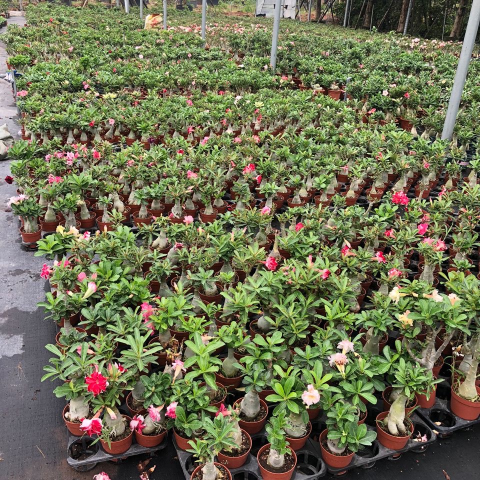 4-5cm Adenium arabicum